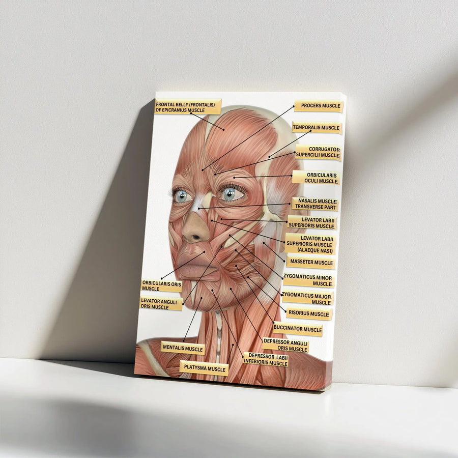 Facial Muscles Anatomy Canvas Print | Detailed Medical Illustration Chart | Premium Gallery Wrap Wall Art | Gift for Doctors, Students & Clinic Decor