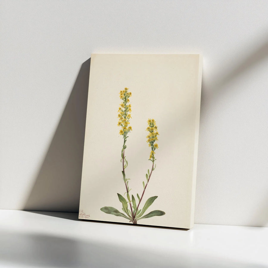 Vintage Goldenrod Canvas Print | Yellow Wildflower Botanical Illustration | Premium Gallery Wrapped Canvas | Cottagecore Wall Decor Gift