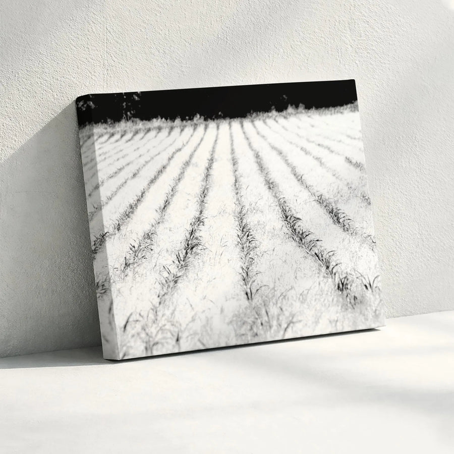 Black and White Farmhouse Canvas Print | Minimalist Cornfield Photo | Premium Gallery Wrapped Canvas | Modern Farmhouse Living Room Decor