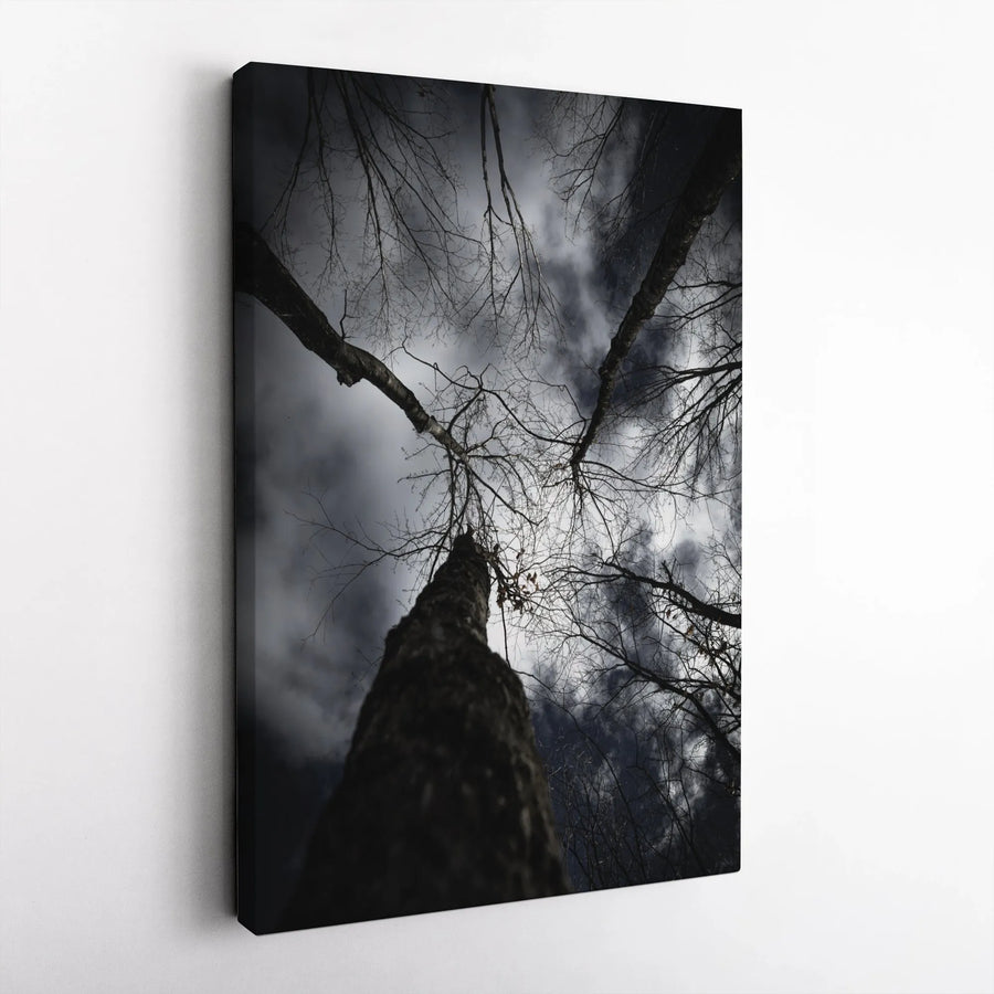 Dark Forest Canvas Wall Art | Looking Up at Winter Trees Photography | Premium Gallery Wrapped Canvas | Gothic Home Decor Gift