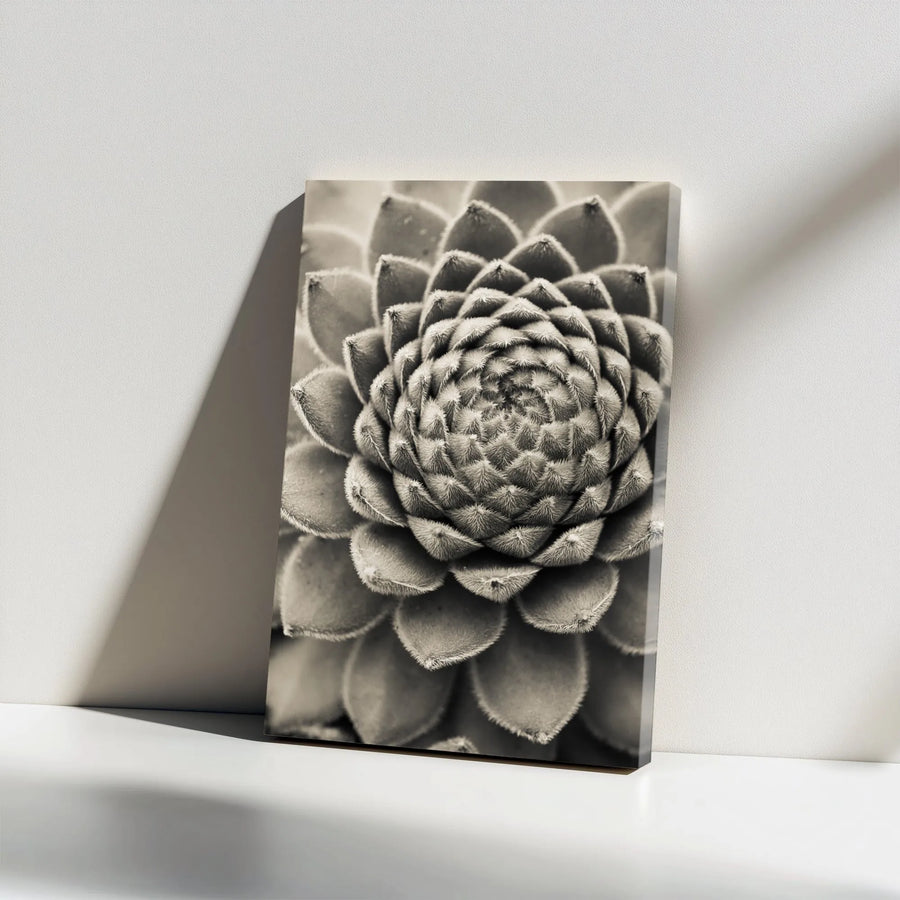 Succulent Canvas Wall Art | Macro Black and White Botanical Print | Premium 1.25 Inch Gallery Wrap | Modern Minimalist Nature Home Decor