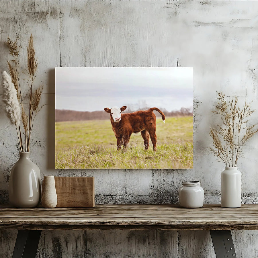 Baby Cow Wall Art Canvas | Curious Hereford Calf in Pasture | Gallery Wrap Premium Print | Farmhouse Home Decor for Animal Lovers