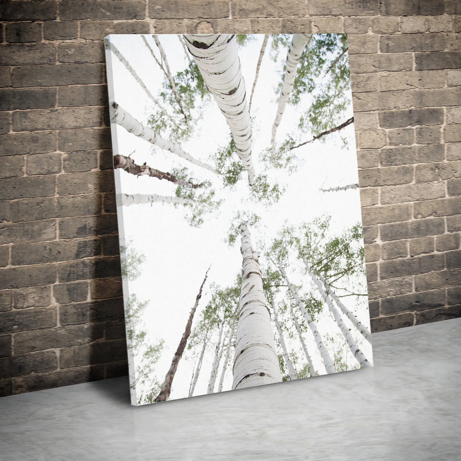 Aspen Tree Canvas Print | Upward View Forest Photography | Premium Gallery Quality Canvas | Limited Edition Rustic Home Decor Gift