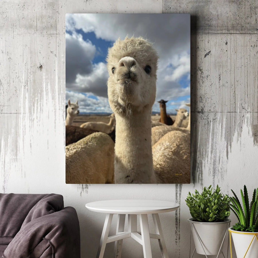 Funny Alpaca Portrait Canvas | Whimsical Farm Animal Selfie | Premium Gallery Wrap Wall Art | Farmhouse Decor Gift for Animal Lovers