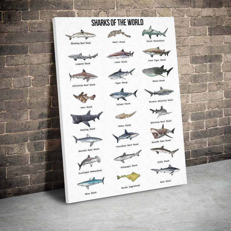Sharks Of The World Canvas Print | Educational Shark Identification Poster | Premium Gallery Wrapped Decor | Gift For Marine Biology Lovers