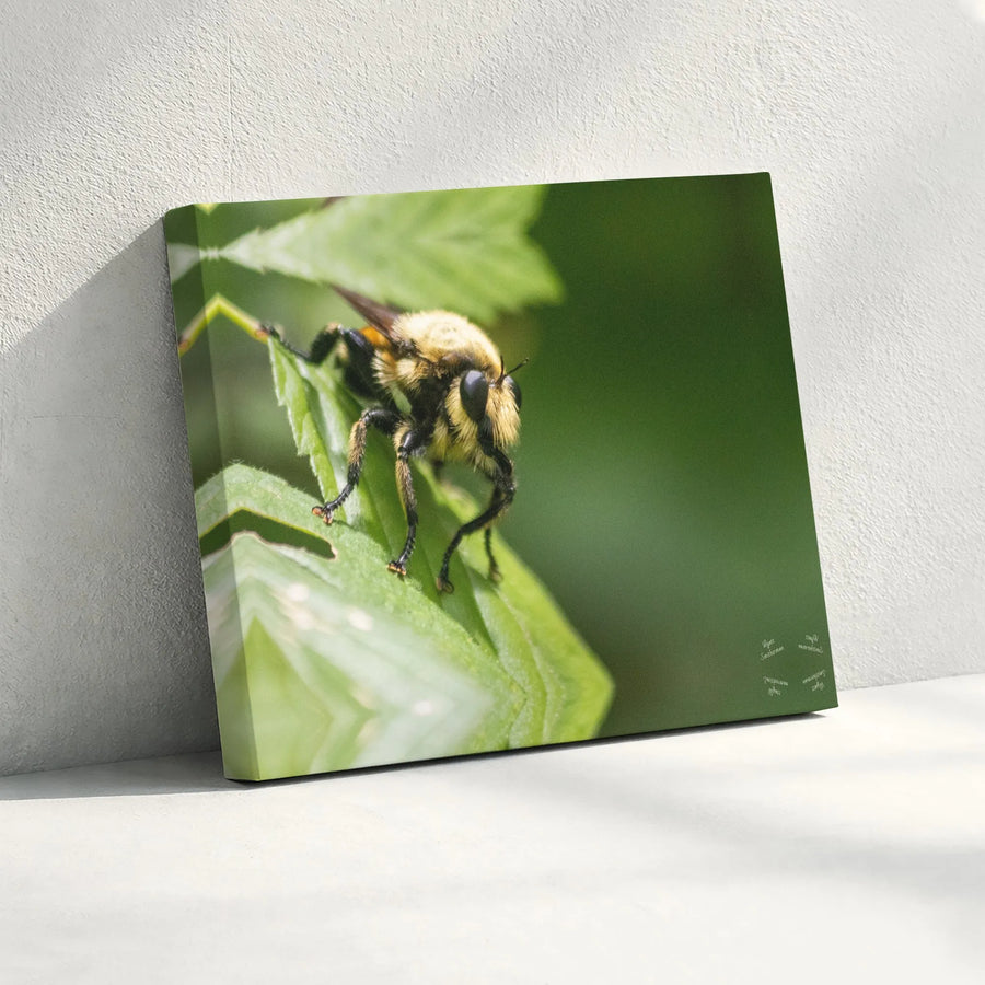 Bumblebee Macro Wall Art | Nature Photography Print | Premium 1.25" Gallery Canvas | Gift for Nature Lovers