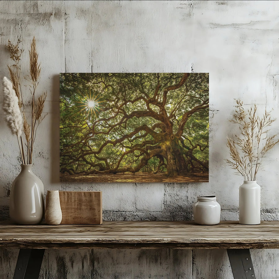 Angel Oak Tree Canvas Wall Art | Sun-Drenched Nature Photography | 1.25 Inch Gallery Wrap | Premium Decor for Home or Office