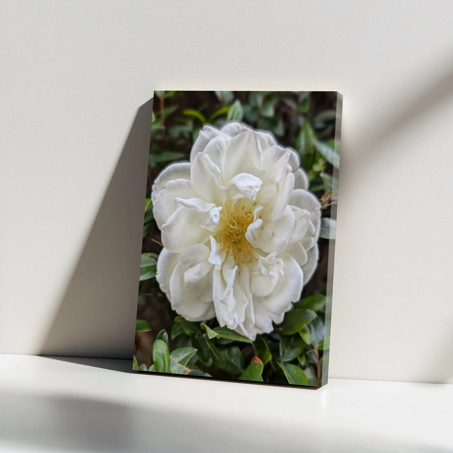 White Camellia Canvas Print | Floral Macro Photography Wall Art | Premium 1.25" Thick Gallery Wrap | Modern Botanical Home Decor Gift
