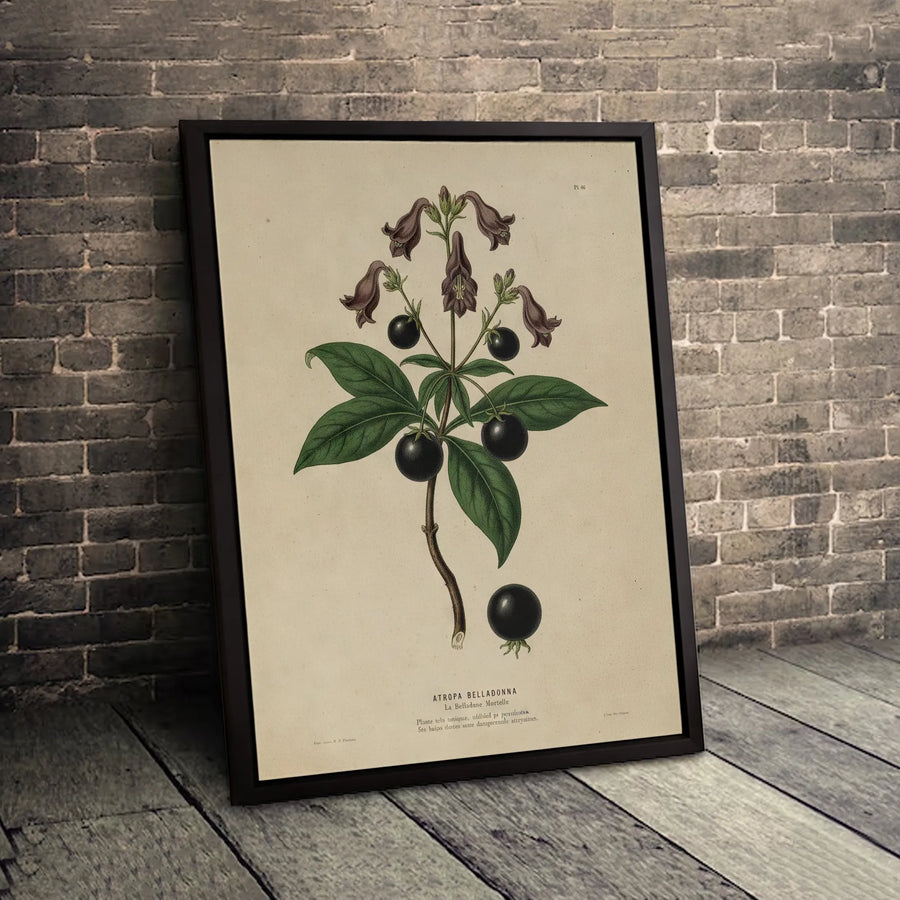 Atropa Belladonna Botanical Print | Vintage Deadly Nightshade Illustration | Gallery-Quality Canvas Wall Art | Dark Academia Home Decor