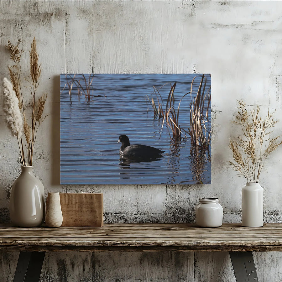 American Coot Canvas Print | Calm Water Bird Photography | Premium Gallery Wrapped Canvas | Nature Lover Gift for Living Room Decor