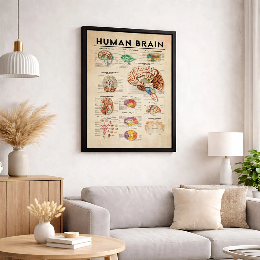 Human Brain Anatomy Poster | Vintage Medical Diagram Wall Art | Gallery-Quality Premium Canvas | Doctor Office Decor & Science Gift