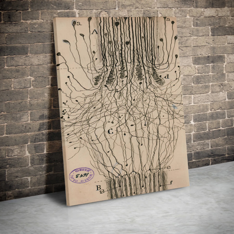 Vintage Neuron Anatomy Canvas Print | Ramón y Cajal Neuroscience Drawing | Thick Gallery Wrap Canvas | Collector's Gift for Doctor or Scientist