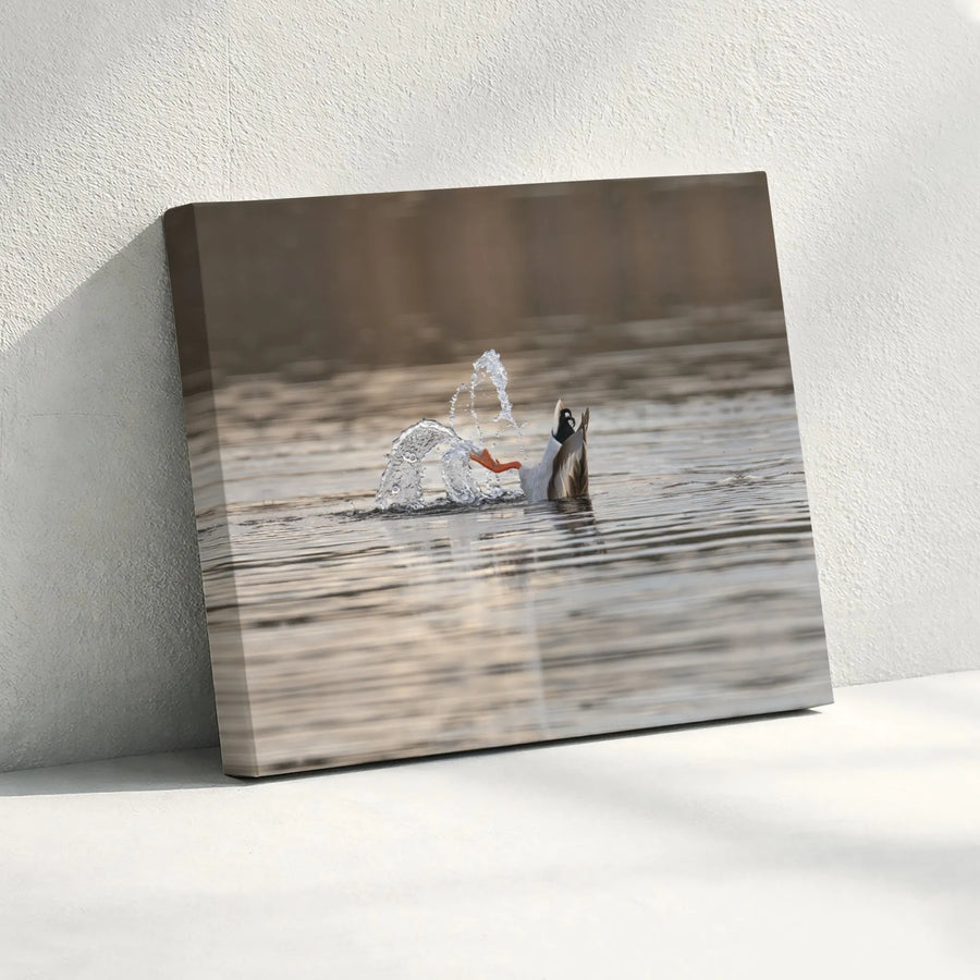 Duck Diving Canvas Print | Wildlife Nature Photography | Premium 1.25 Inch Thick Gallery Wrap | Modern Home Decor Wall Art for Living Room