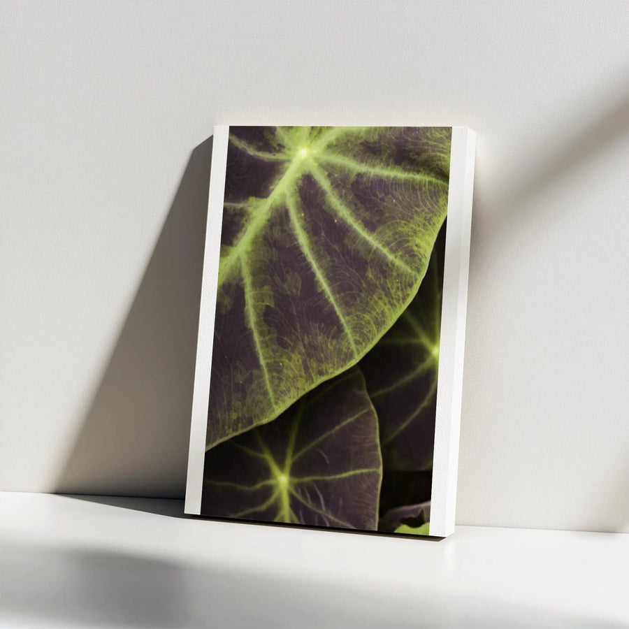 Elephant Ear Leaf Canvas Wall Art | Abstract Botanical Macro Print | Premium Gallery Wrapped Canvas | Modern Nature Inspired Home Decor Gift