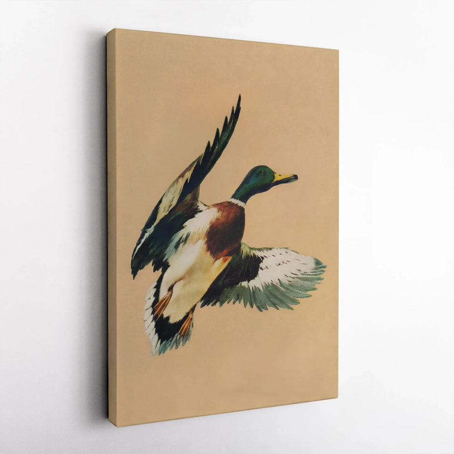 Vintage Mallard Duck Canvas Art | Flying Duck Wildlife Illustration | Premium Gallery Wrap Wall Decor | Rustic Cabin & Lodge Gift for Nature Lovers