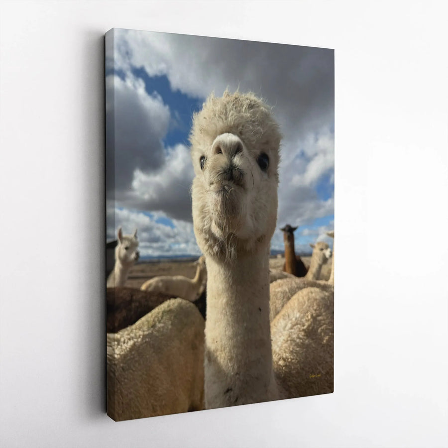 Funny Alpaca Portrait Canvas | Whimsical Farm Animal Selfie | Premium Gallery Wrap Wall Art | Farmhouse Decor Gift for Animal Lovers