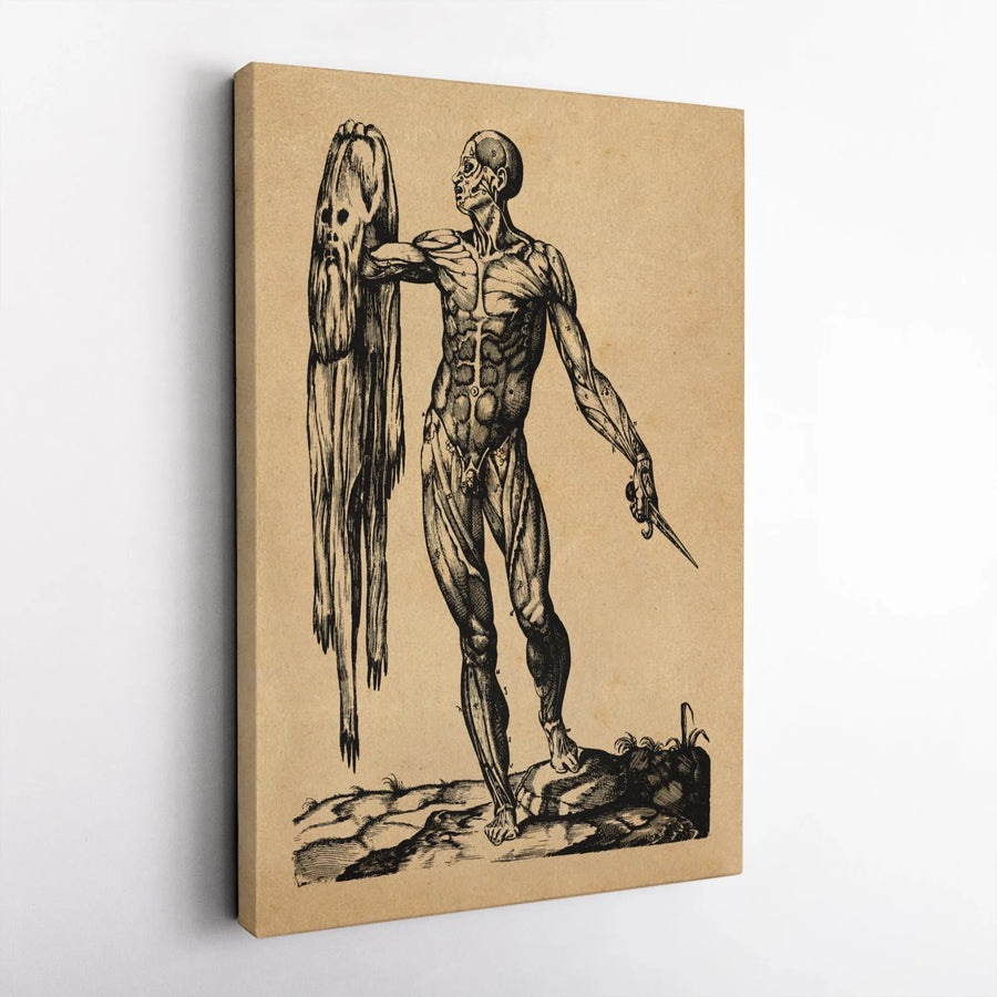 Andreas Vesalius Anatomical Poster | Vintage Medical Illustration Wall Art | Premium Gallery Canvas | Gift for Doctors & Science Lovers