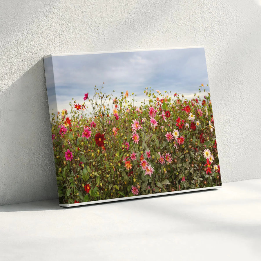 Dahlia Field Canvas Print | Colorful Wildflower Meadow Photography | Premium Gallery Wrapped Canvas | Botanical Wall Art for Living Room Decor Gift