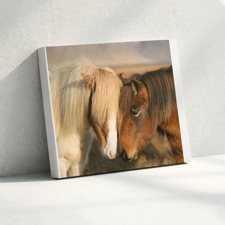 Icelandic Horse Canvas Wall Art | Rustic Farmhouse Photography Print | Premium Gallery Wrapped Canvas | Equestrian Home Decor Gift