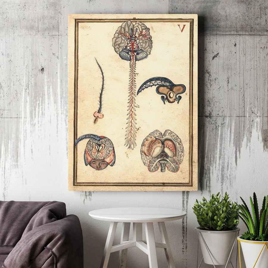 Vintage Anatomical Brain Canvas | Nervous System Medical Illustration | Gallery-Wrapped Premium Wall Art | Physician Office Decor Gift