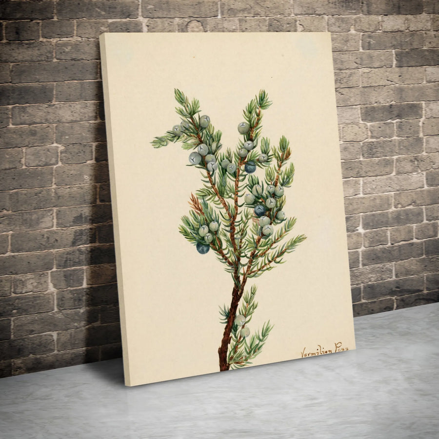 Juniper Berry Botanical Canvas Print | Vintage Botanical Illustration | Premium Gallery Wrapped Art | Rustic Farmhouse Kitchen Decor Gift