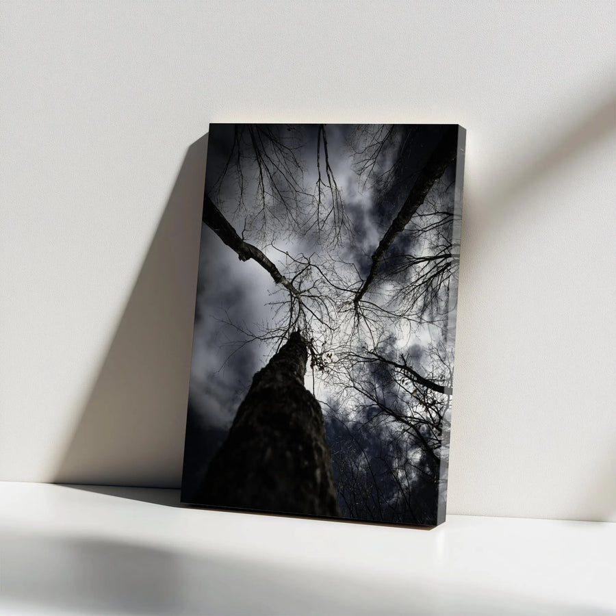 Dark Forest Canvas Wall Art | Looking Up at Winter Trees Photography | Premium Gallery Wrapped Canvas | Gothic Home Decor Gift