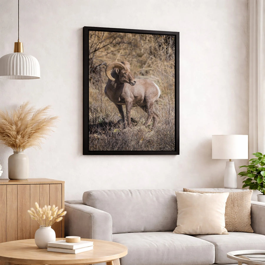 Bighorn Sheep Canvas Print | Majestic Mountain Ram Wildlife Wall Art | Premium Fade-Resistant Gallery Wrap | Rustic Nature Home Decor Gift