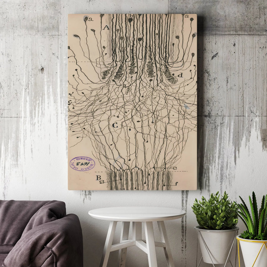 Vintage Neuron Anatomy Canvas Print | Ramón y Cajal Neuroscience Drawing | Thick Gallery Wrap Canvas | Collector's Gift for Doctor or Scientist