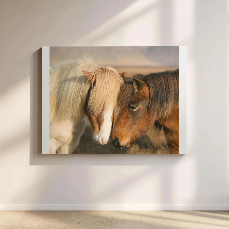 Icelandic Horse Canvas Wall Art | Rustic Farmhouse Photography Print | Premium Gallery Wrapped Canvas | Equestrian Home Decor Gift