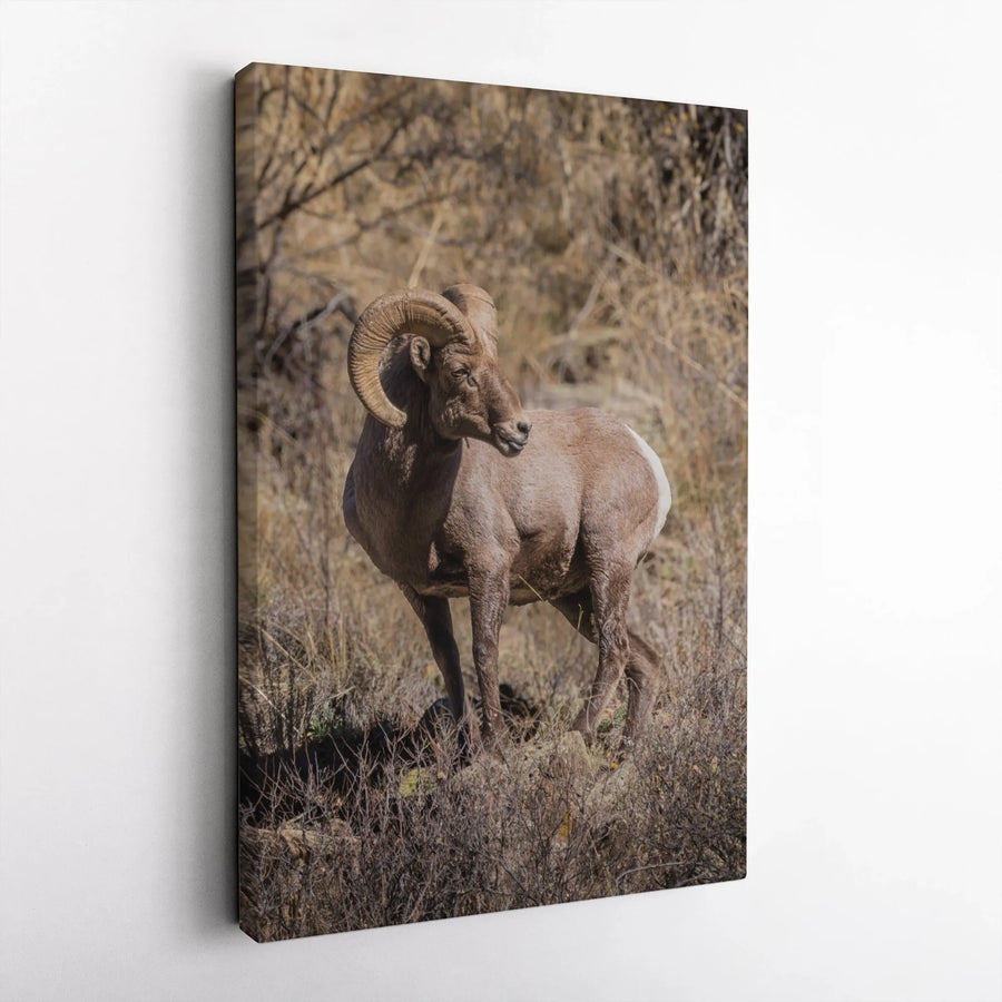 Bighorn Sheep Canvas Print | Majestic Mountain Ram Wildlife Wall Art | Premium Fade-Resistant Gallery Wrap | Rustic Nature Home Decor Gift