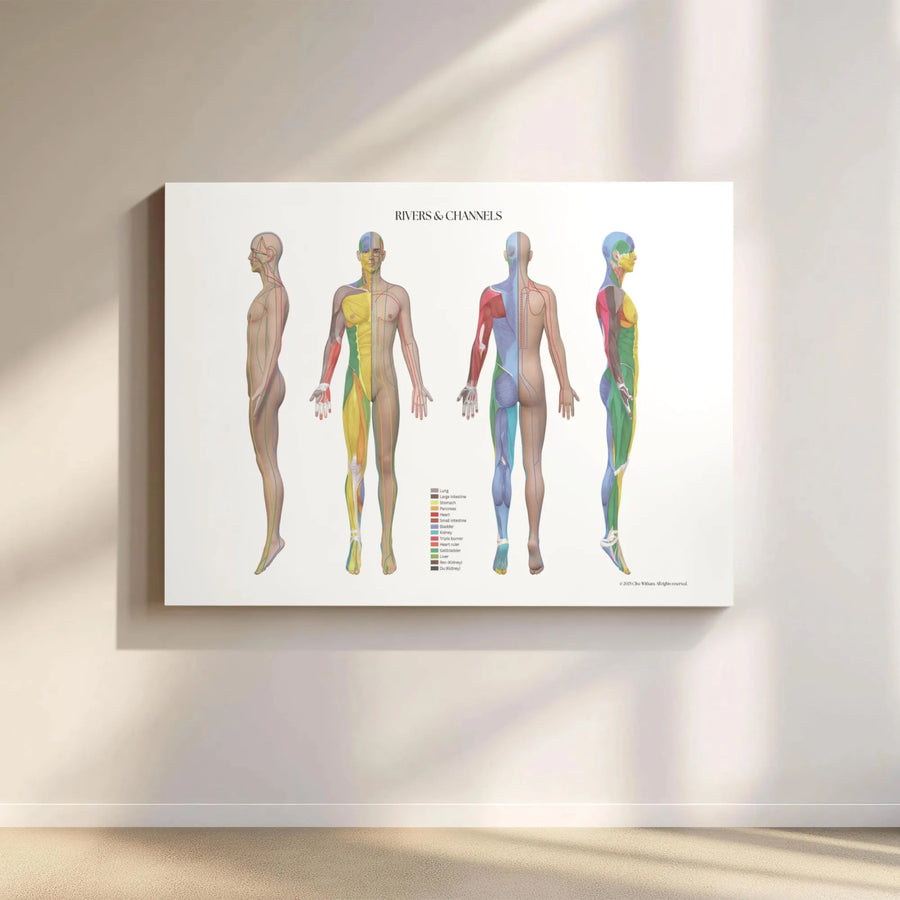 Acupuncture Meridian Muscle Chart Canvas | Rivers & Channels Anatomical Wall Art | Premium Gallery-Wrapped Print | Medical Office & Healing Studio Decor