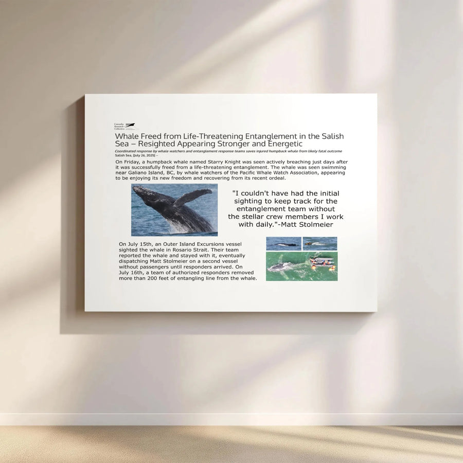 Humpback Whale Rescue Canvas Art | Salish Sea Wildlife Print | Premium Gallery-Wrapped 1.25" Profile | Marine Life Conservation Decor Gift