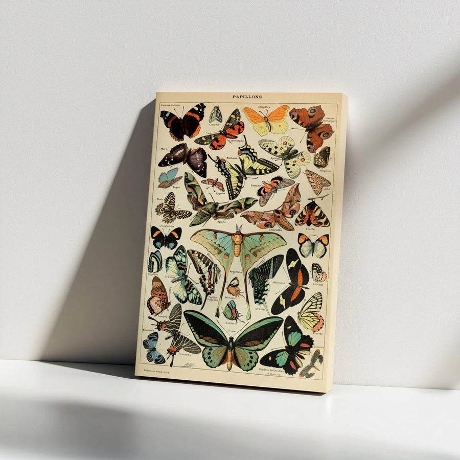 Vintage Butterfly Chart Canvas | French Papillons Scientific Illustration | Premium Gallery Wrapped Art Print | Collector's Gift for Entomologist