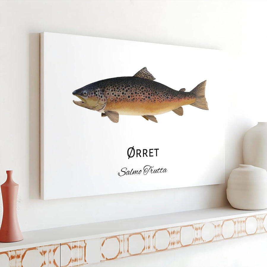 Brown Trout Fishing Wall Art | Salmo Trutta Scientific Illustration | Premium Gallery Wrap Canvas | Gift for Angler or Fisherman