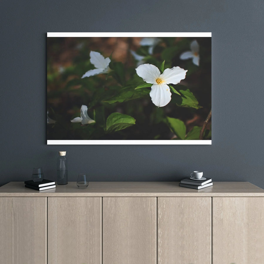 White Trillium Canvas Print | Botanical Forest Wildflower Photography | Gallery-Wrapped Premium Wall Art | Nature-Inspired Home Decor Gift