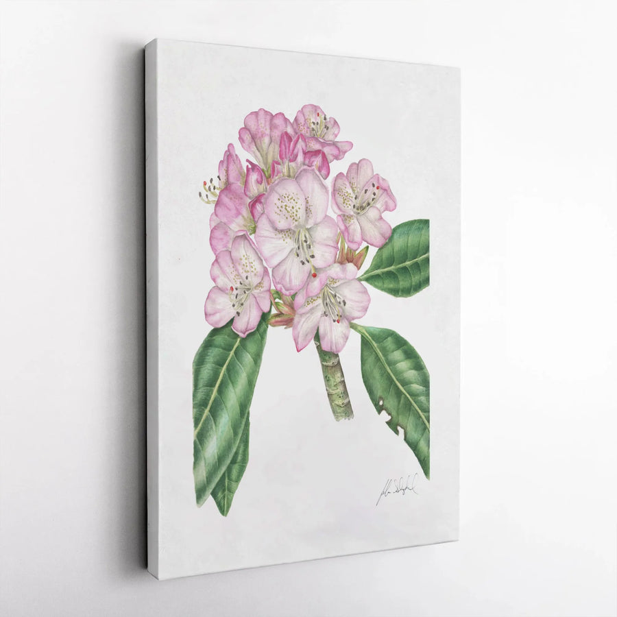 Pink Rhododendron Botanical Art Print | Watercolor Flower Wall Decor | Premium 1.25" Gallery Canvas | Floral Home Office Gift