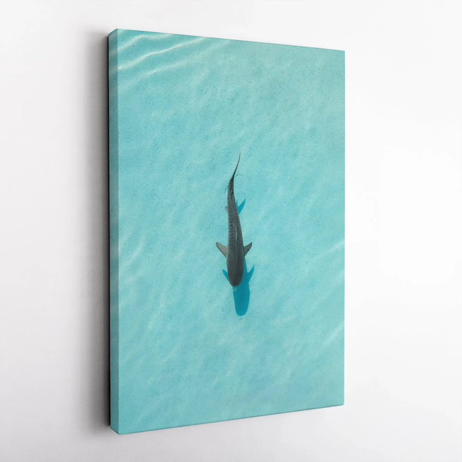 Tiger Shark Canvas Wall Art | Aerial Ocean View Print | Premium Fade-Resistant 1.25 Inch Gallery Wrap | Coastal Decor For Beach House