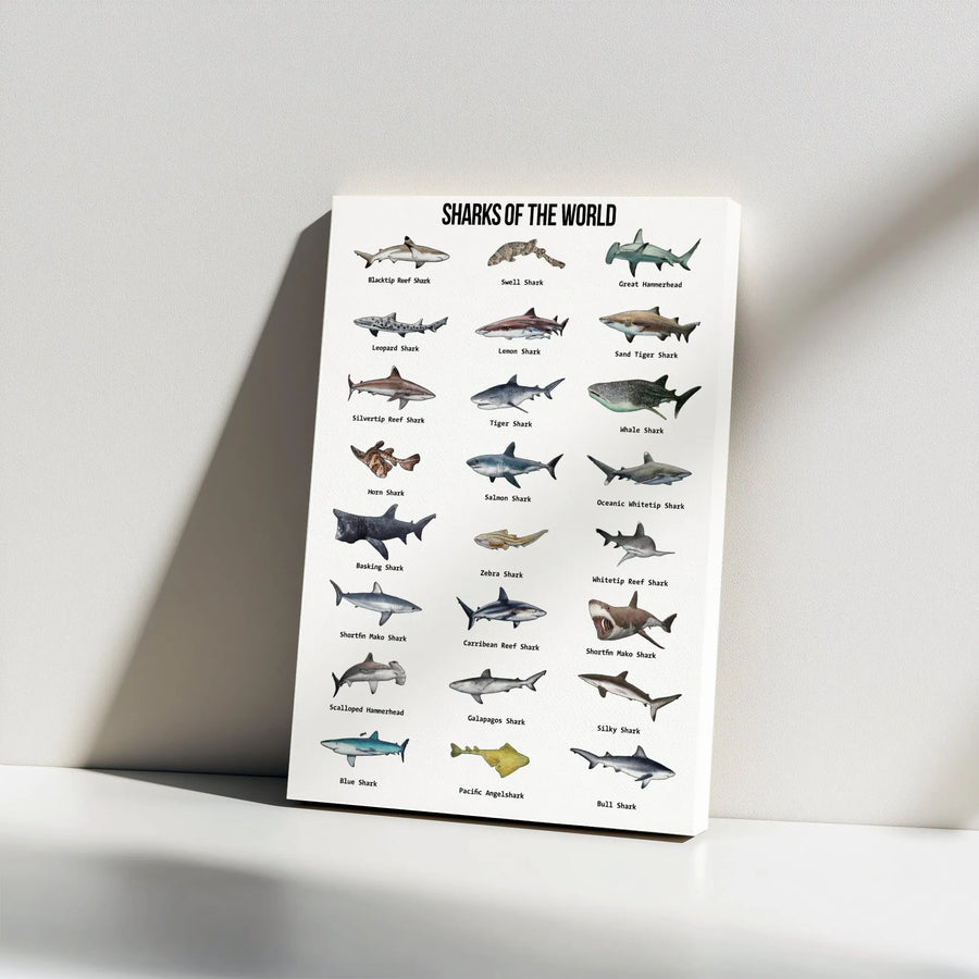 Sharks Of The World Canvas Print | Educational Shark Identification Poster | Premium Gallery Wrapped Decor | Gift For Marine Biology Lovers