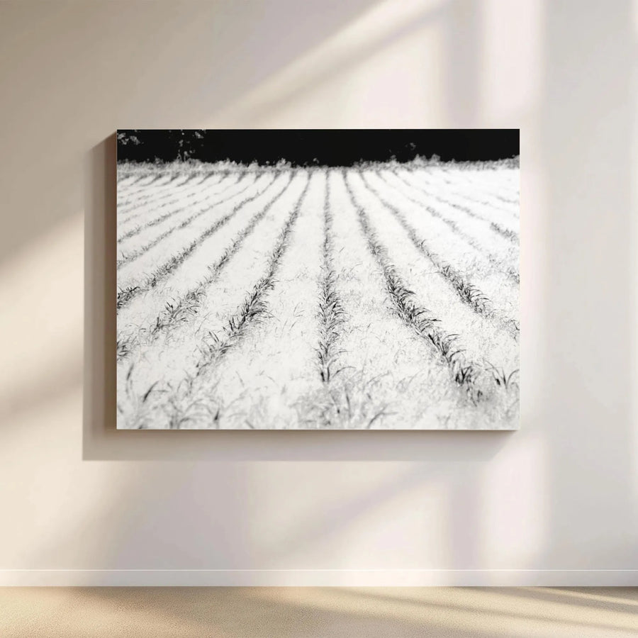 Black and White Farmhouse Canvas Print | Minimalist Cornfield Photo | Premium Gallery Wrapped Canvas | Modern Farmhouse Living Room Decor