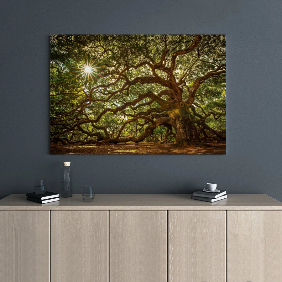 Angel Oak Tree Canvas Wall Art | Sun-Drenched Nature Photography | 1.25 Inch Gallery Wrap | Premium Decor for Home or Office