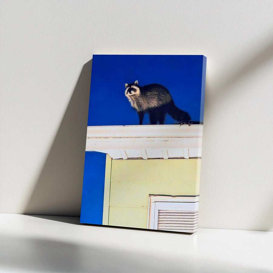 Raccoon on Roof Canvas Print | Urban Wildlife Photography Art | Premium Thick Gallery Wrap Canvas | Gift for Animal Lover & Modern Home Decor