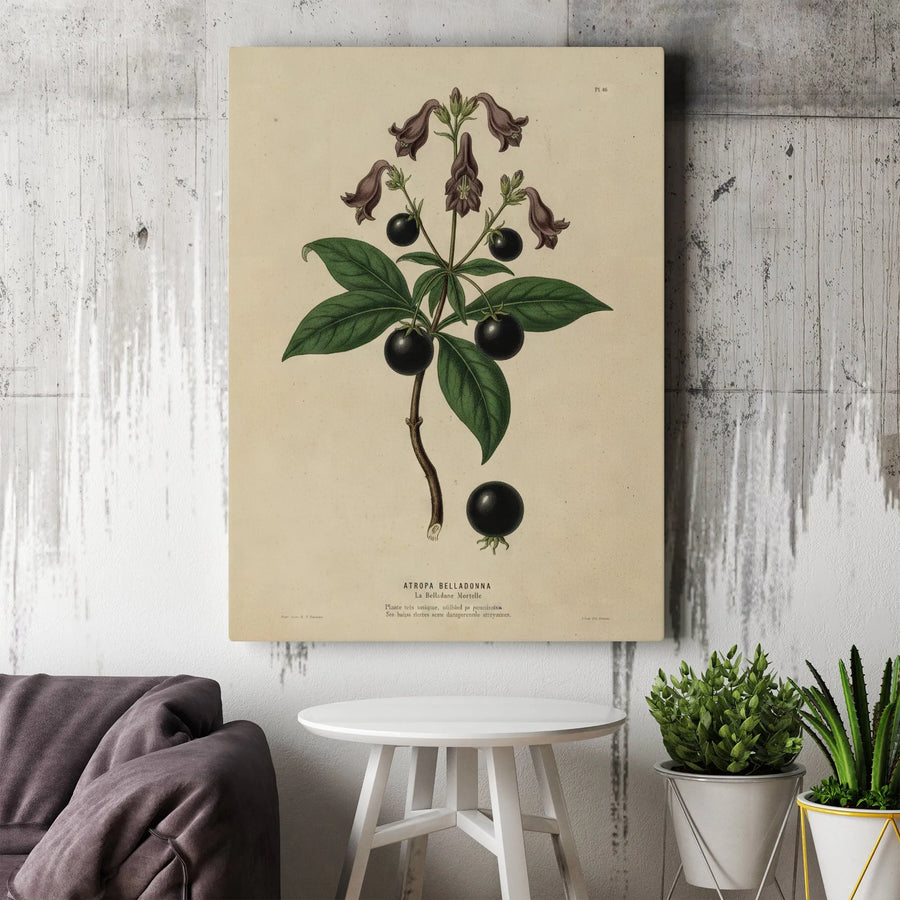 Atropa Belladonna Botanical Print | Vintage Poisonous Plant Art | Premium Gallery Canvas | Dark Academia Home Decor Gift