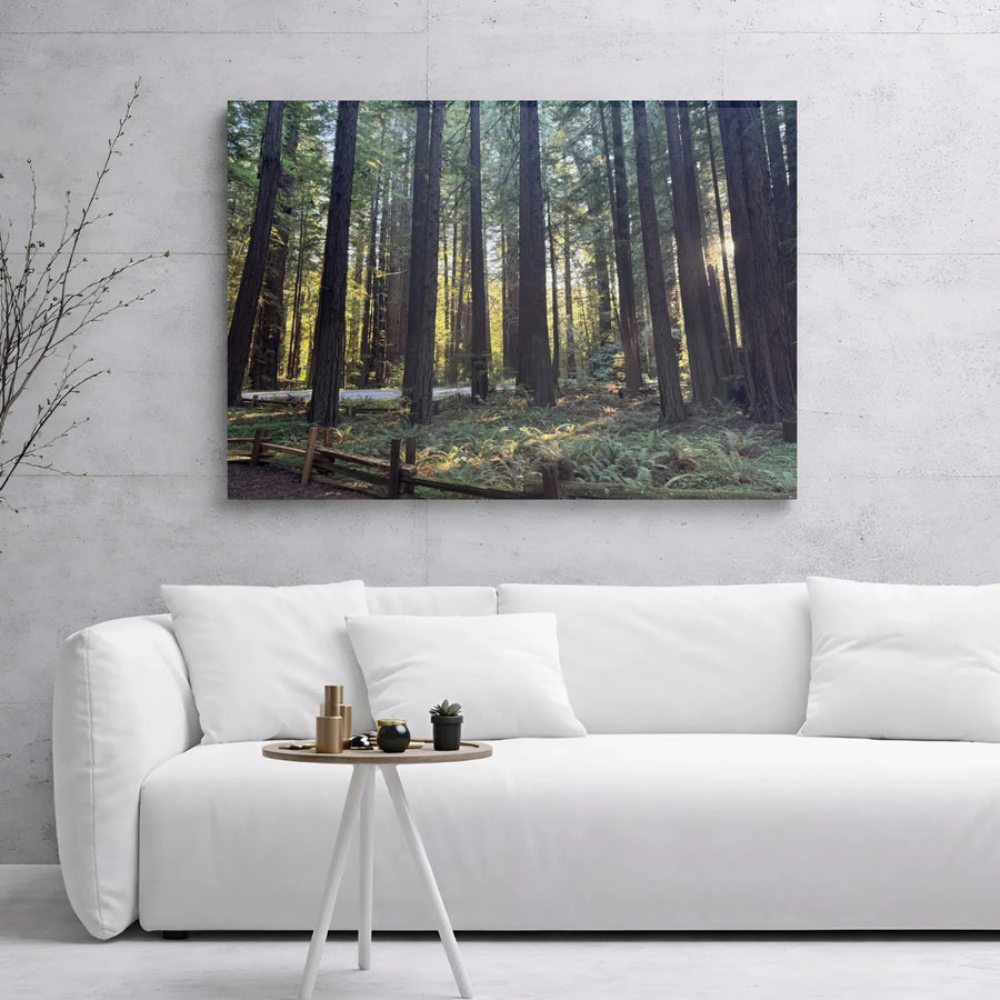 Redwood Forest Canvas Wall Art | Sunlit California Sequoia Landscape | Premium Gallery Wrap Print | Nature Decor Gift for Home Office