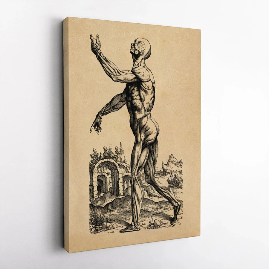Vintage Human Anatomy Canvas Art | Renaissance Muscular System Study | Gallery-Wrapped Premium Print | Medical Office Decor & Science Gift