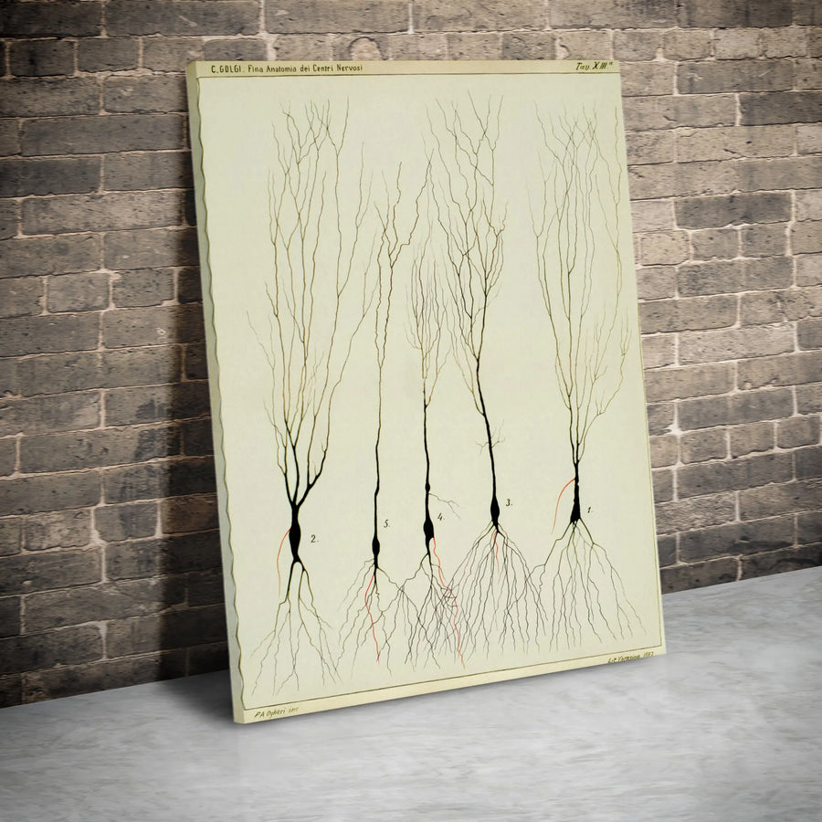 Vintage Neuron Anatomy Vertical Canvas | Camillo Golgi Scientific Illustration | Premium Frameless Wall Art | Gift for Doctor or Scientist