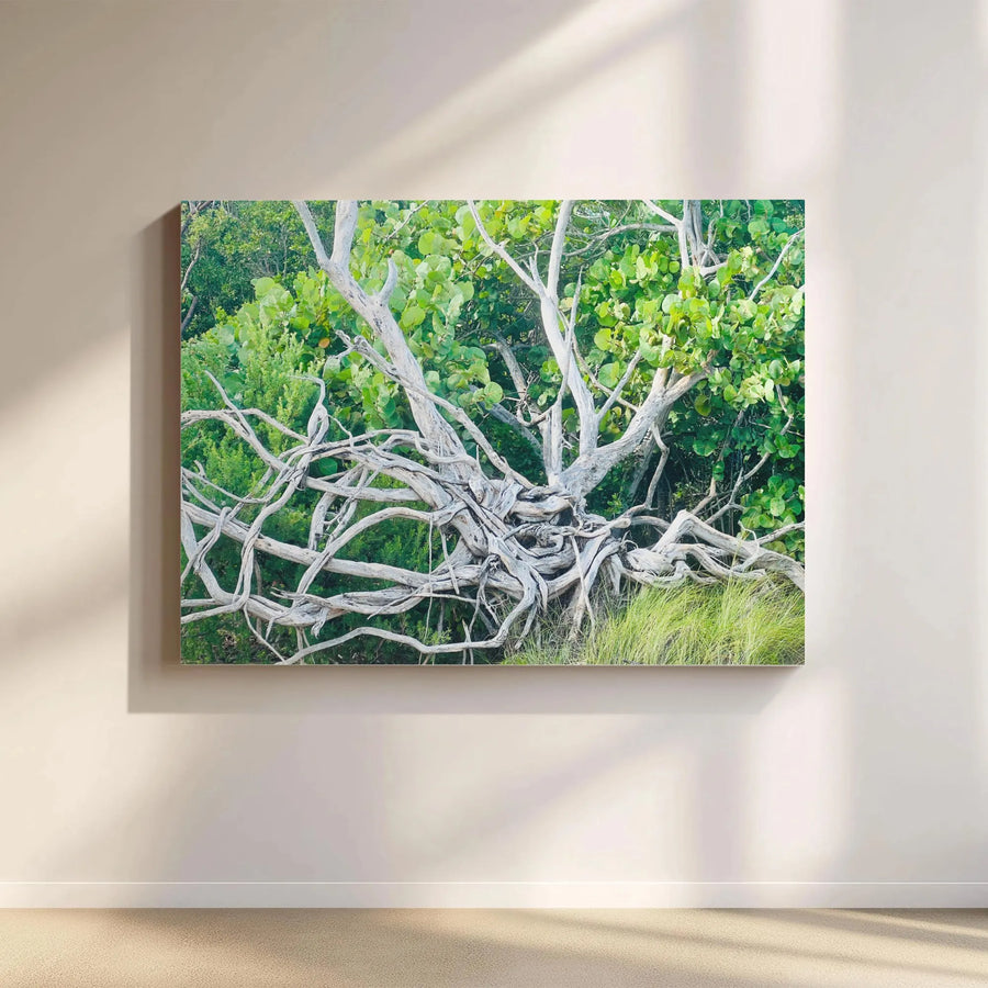 Gnarled Tree Roots Canvas Wall Art | Botanical Nature Photography Print | Premium Gallery-Wrapped Gallery Quality | Minimalist Home Decor Gift