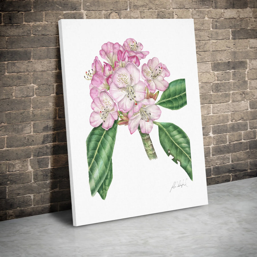 Pink Rhododendron Botanical Art Print | Watercolor Flower Wall Decor | Premium 1.25" Gallery Canvas | Floral Home Office Gift