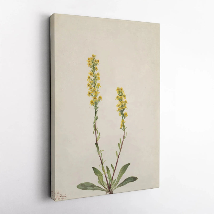 Vintage Goldenrod Canvas Print | Yellow Wildflower Botanical Illustration | Premium Gallery Wrapped Canvas | Cottagecore Wall Decor Gift