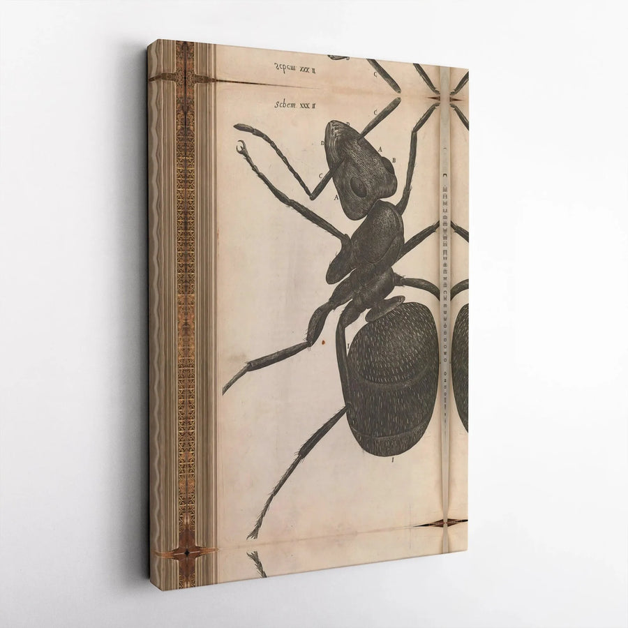 Ant Scientific Illustration Canvas | Vintage Biological Anatomy Diagram | Premium Gallery-Wrapped Wall Art | Entomologist Office Decor Gift
