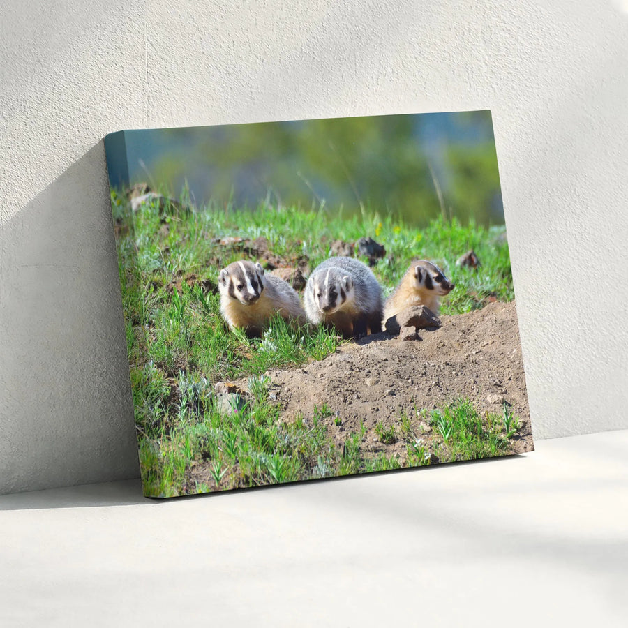 American Badger Cubs Wall Art | Three Wildlife Badger Pups in Meadow | Premium Gallery Wrapped Canvas | Nature Lover Home Decor Gift